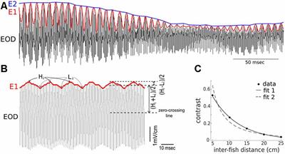 Electrosensory Contrast Signals for Interacting Weakly Electric Fish